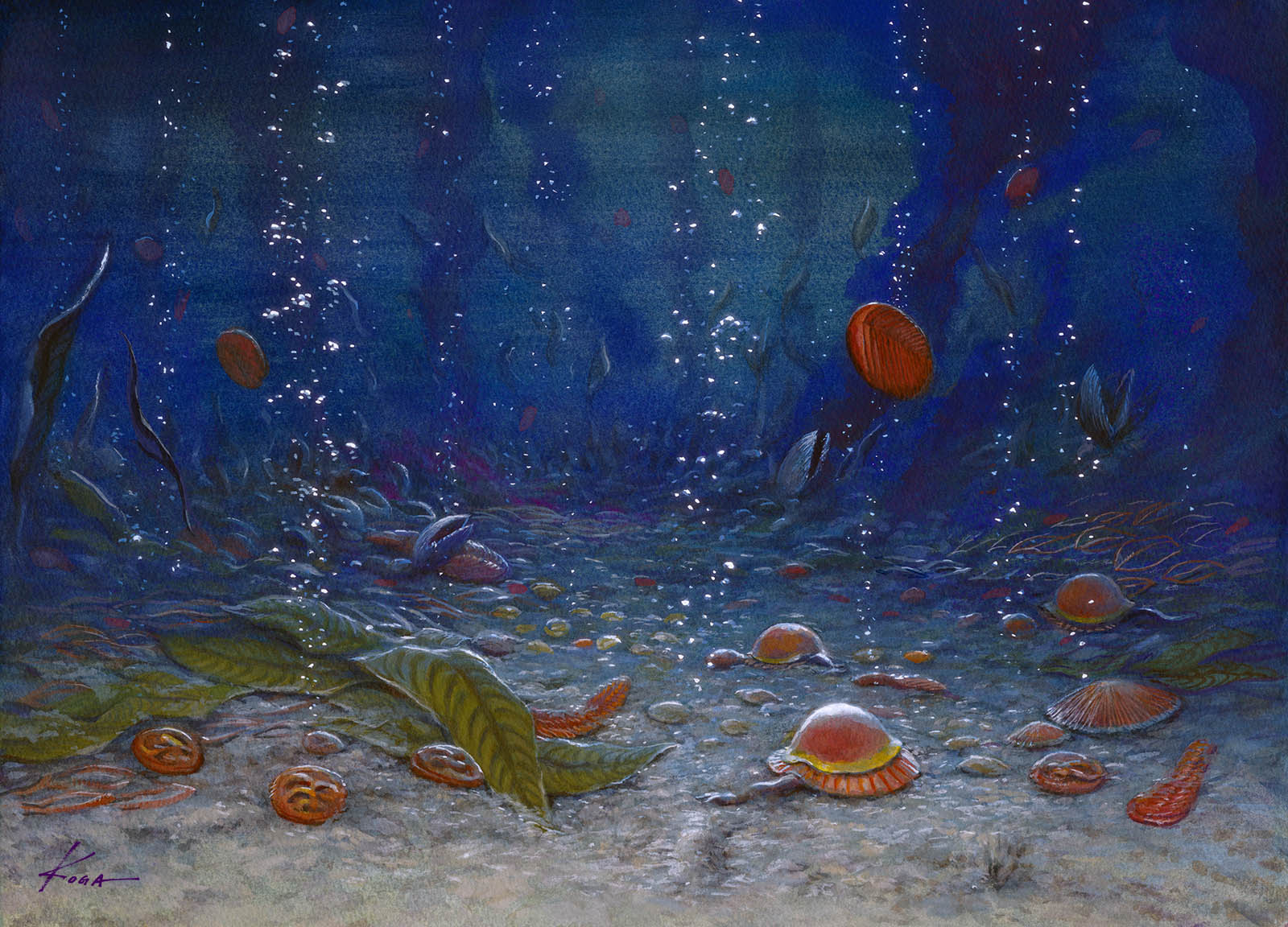 �G�f�B�A�J�������Q�̐��